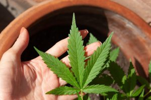 CBD i olej konopny – właściwości i zastosowanie