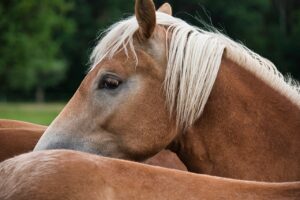 Wytłoki jabłkowe dla koni: zdrowa przekąska dla twojego pupila